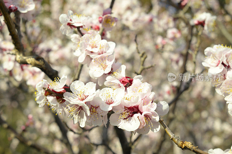 花，东京，日本(2022年1月- 3月)